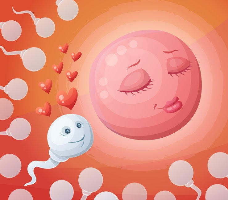 Sperm And Egg In The Womb. Cartoon Vector Illustration
