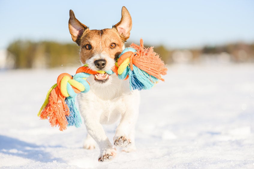 Happy Adorable Dog Fetches Rope Toy Running On Snow At Warm Wint