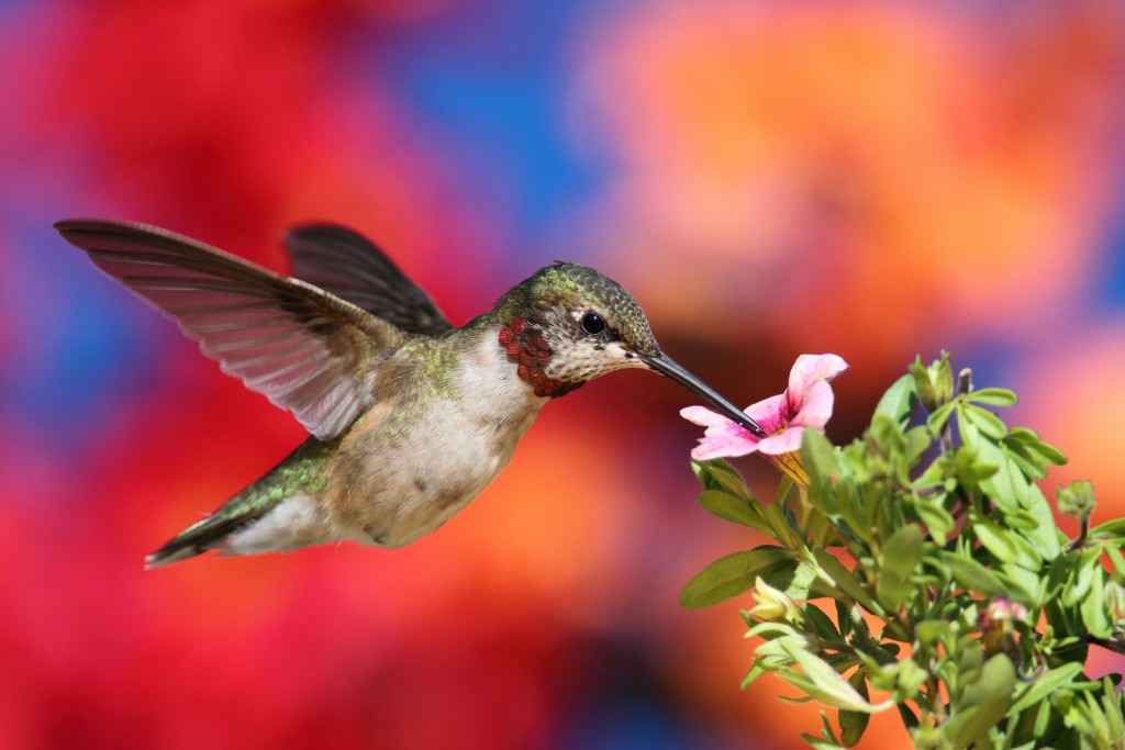 Hummingbirdnontoxicnectar