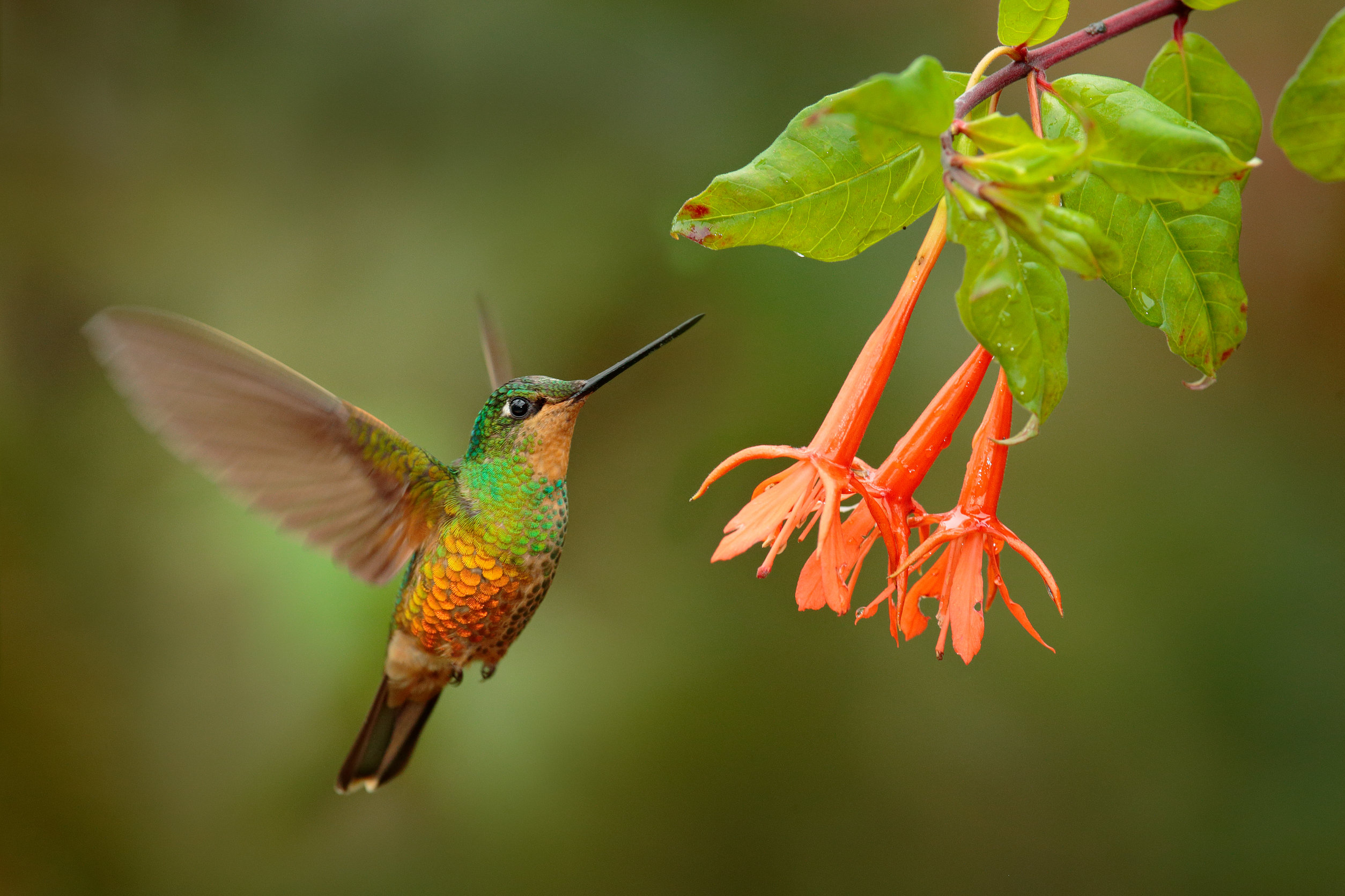 Loving Hummingbirds To Death Thousands Die Annually From Commercial