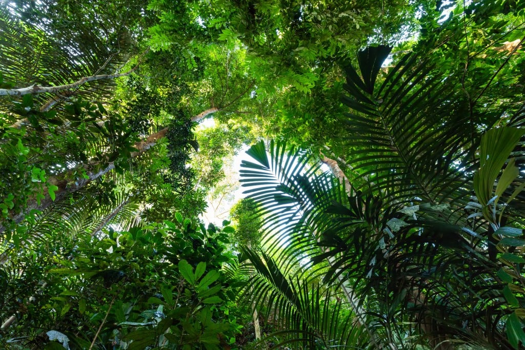 Taman Negara Tropical Rainforest