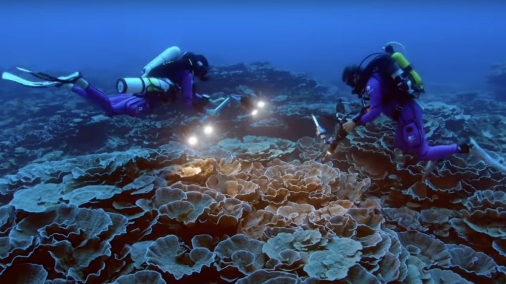 Coral Reef Tahiti