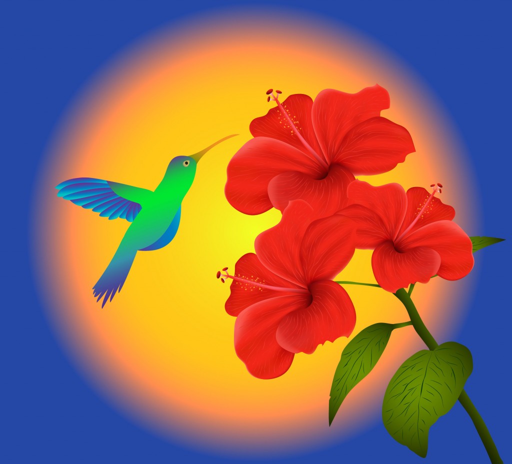 Illustration Of Hibiscus And Humming Bird