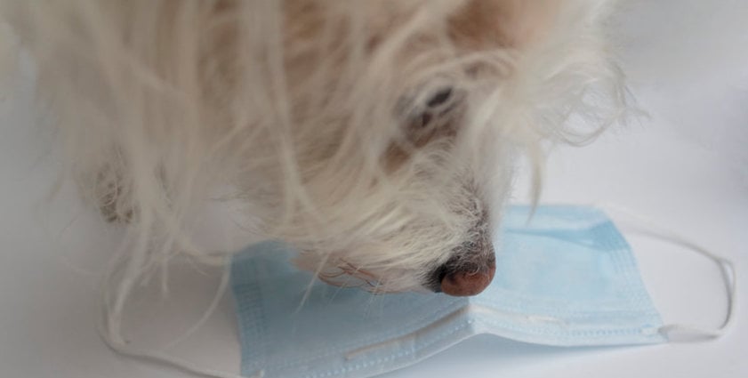 Dog Sniffing Covid 19 Mask