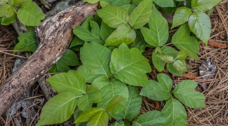 Thick Patch Of Poison Ivy