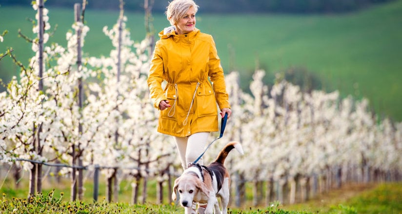 A Senior Woman With A Pet Dog On A Walk In Spring Orchard.