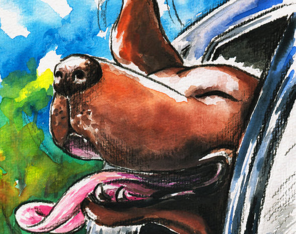 Happy Dog Looking Out The Car Window Picture Created With Watercolors