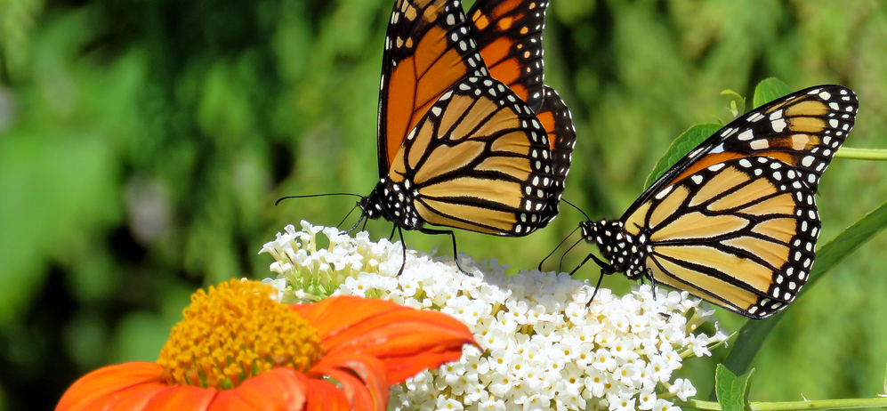 Two,monarch,butterflies,and,flowers,in,garden,on,bank,of