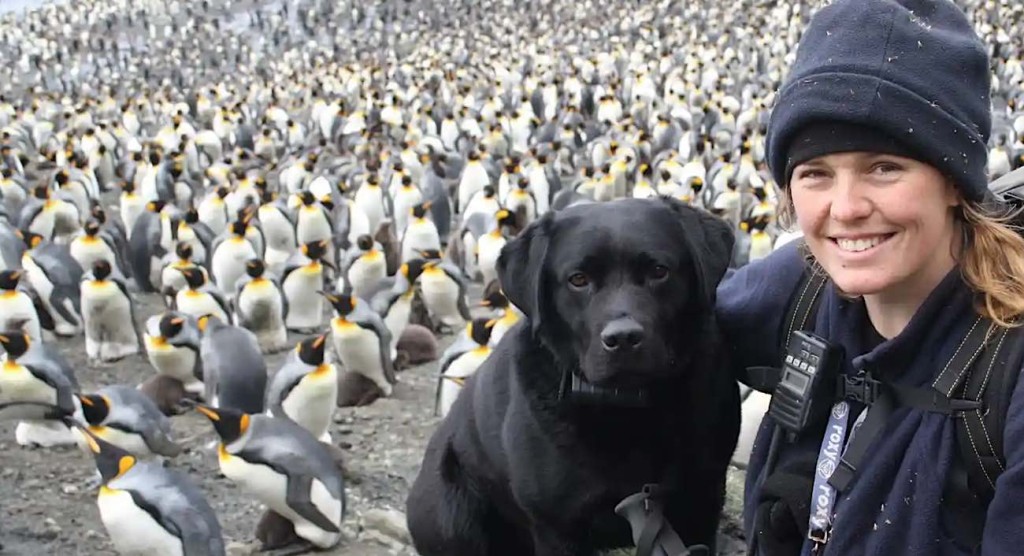 Courtesy Of Melissa Houghton W Dog And Penguins