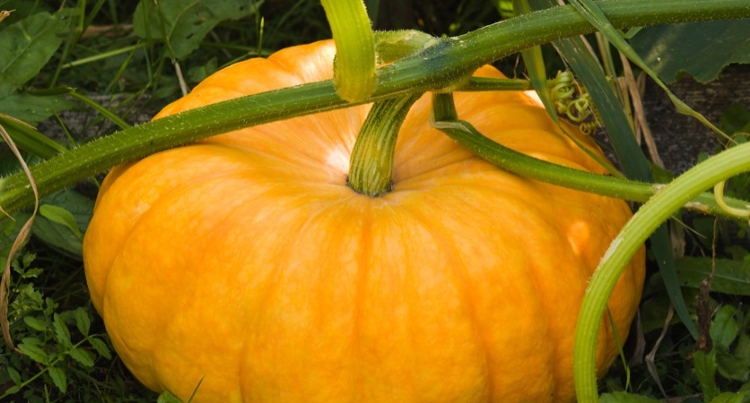 How To Prepare Fresh Pumpkin Easily Spirit Of Change Magazine