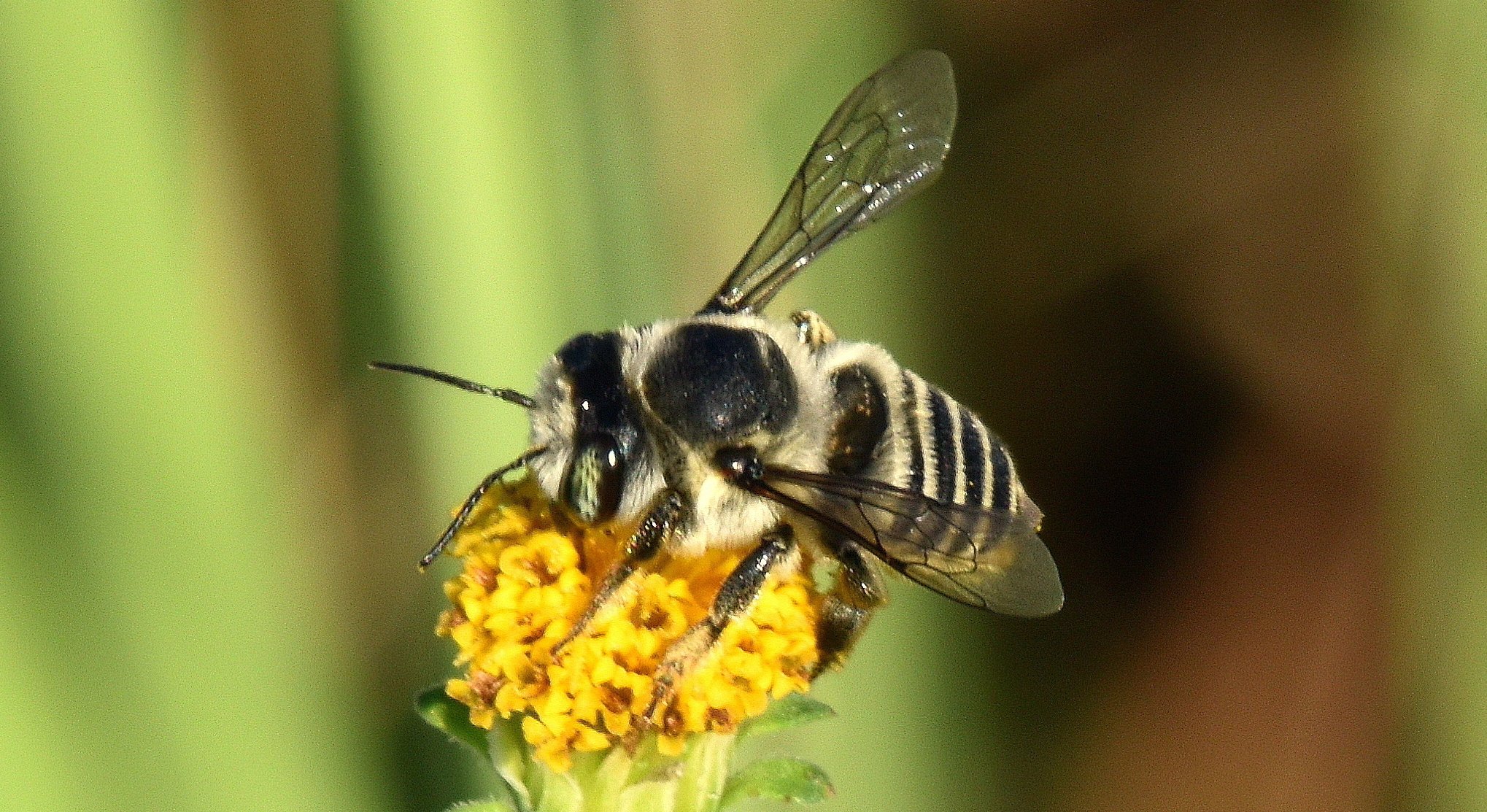 “Know Your Bees” Guide To Saving Our Native Bees - Spirit of Change ...