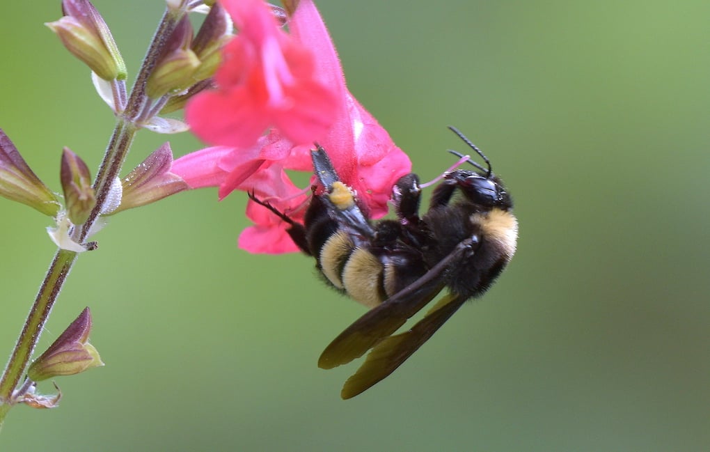 Bumble Bee In Sage 2c 002 Photo Main