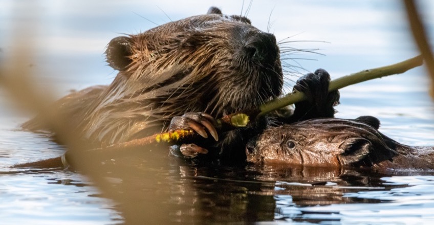 Beaver With Baby In Lake Chewing On Wood