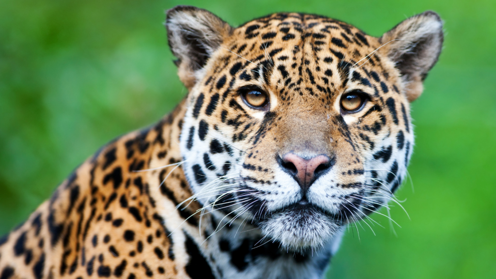 Jaguar Horiz