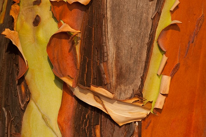Madrona Tree (arbutus Menziesii) Close Up, San Juan Island, Washington, Us