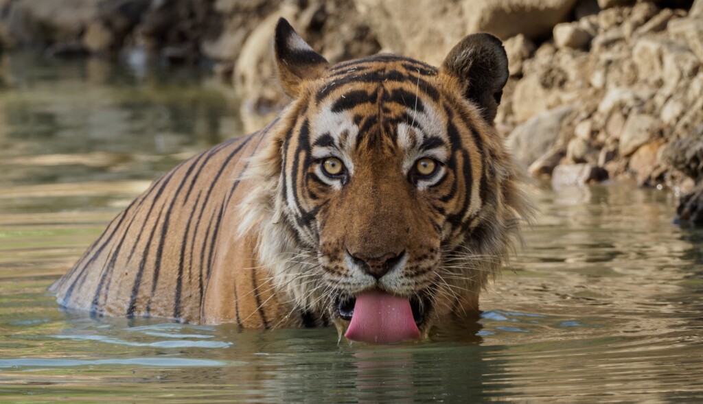Tigersontheincrease