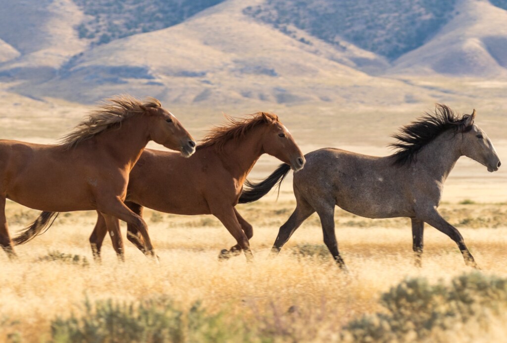 Coloradowildhorseprotection