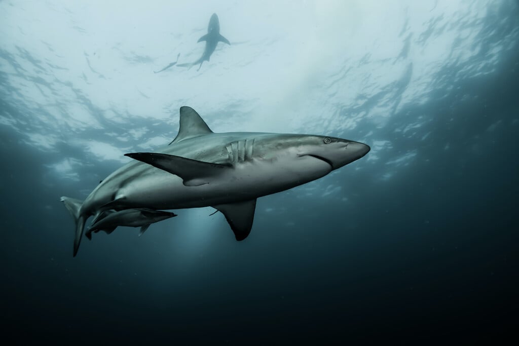 Shark
