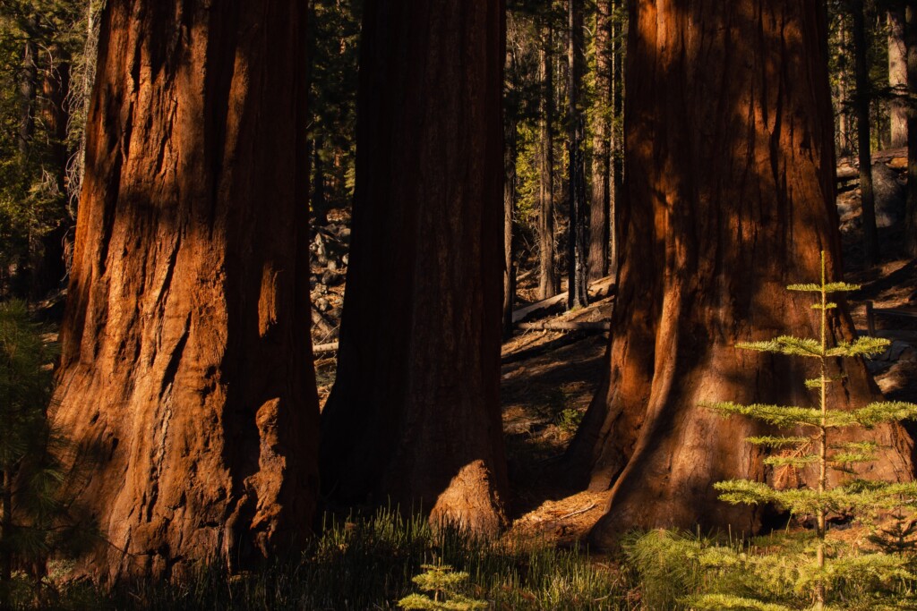 Protectoldgrowthforest