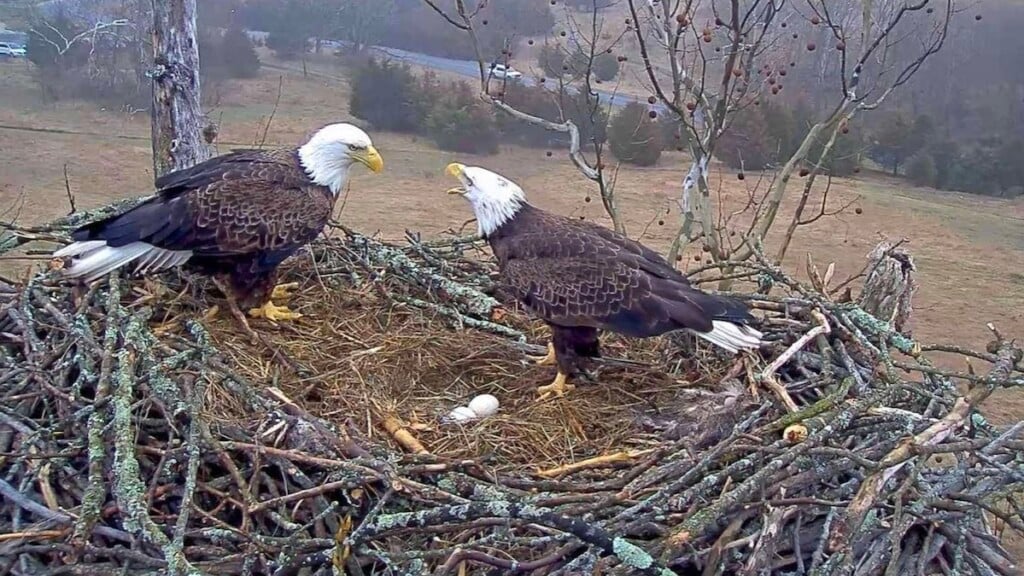 Bald Eagles Nest