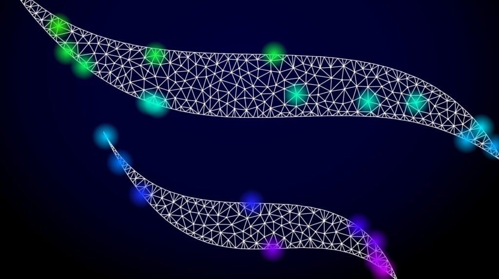 Parasiticwormsweboflife