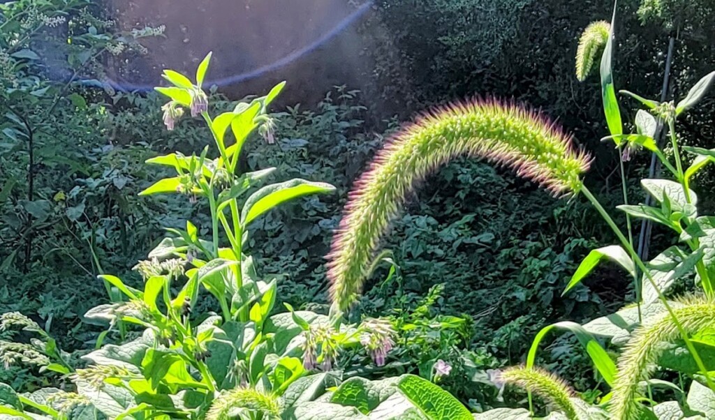 Onehappylifecurvedgrass