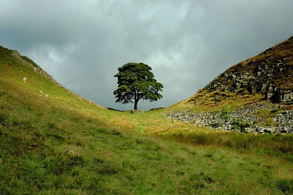 Sycamore Gaptree