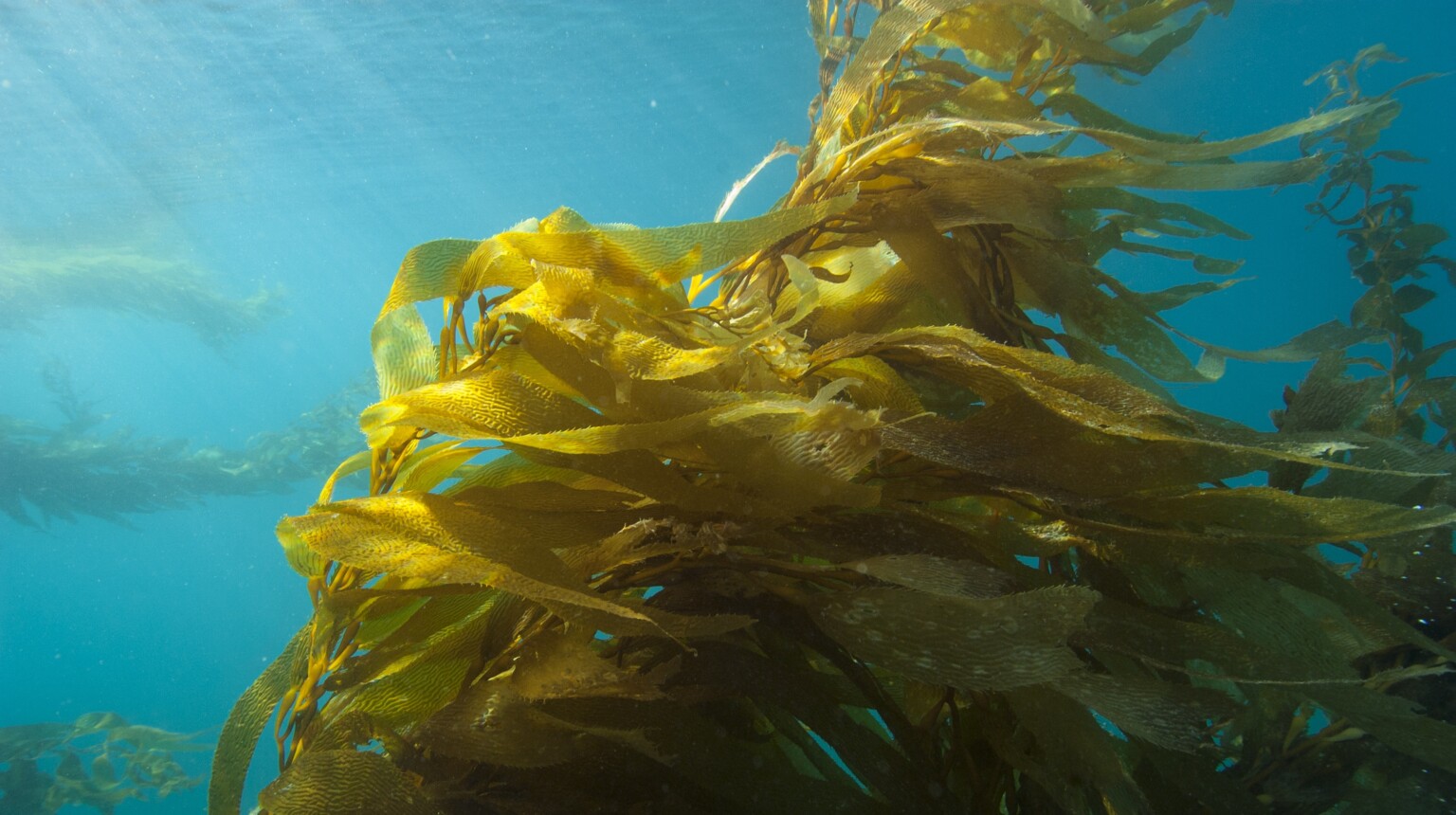 Good News Headlines 10/21/2024 Spirit of Change Magazine