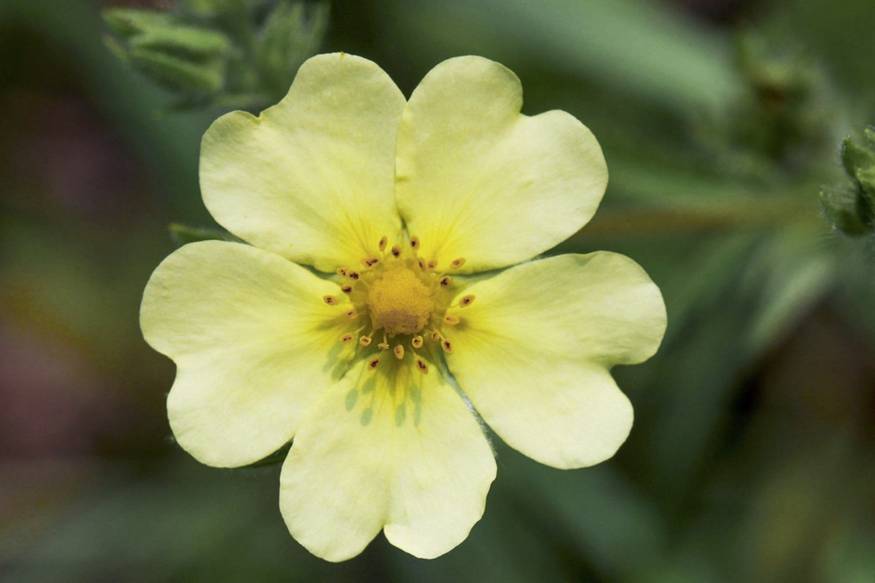 Blue Deer Center: Growing Awareness of Nature Online Course