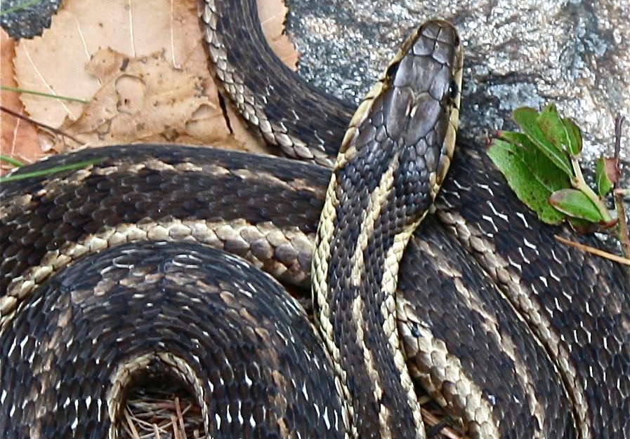 Eastern Garter Snake