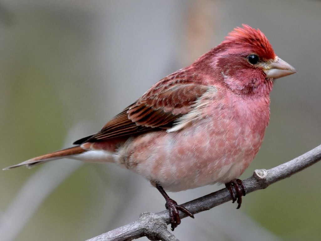 Thechristmasfinch