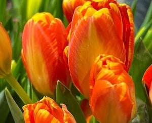 Idesofmarchupdate