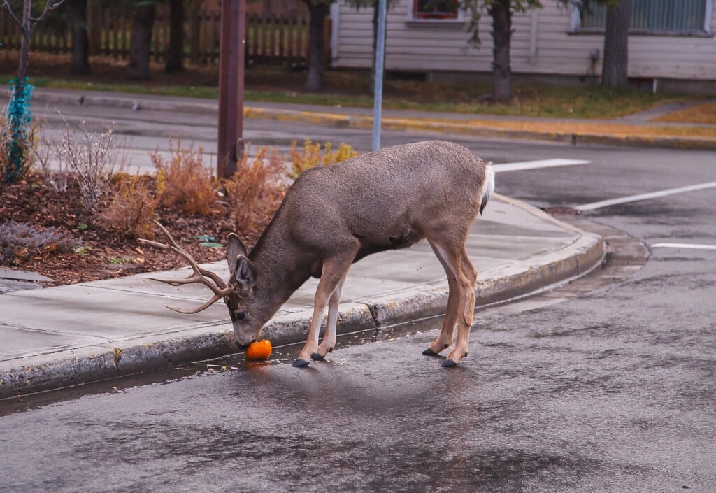 Deer On A Banff City Street
