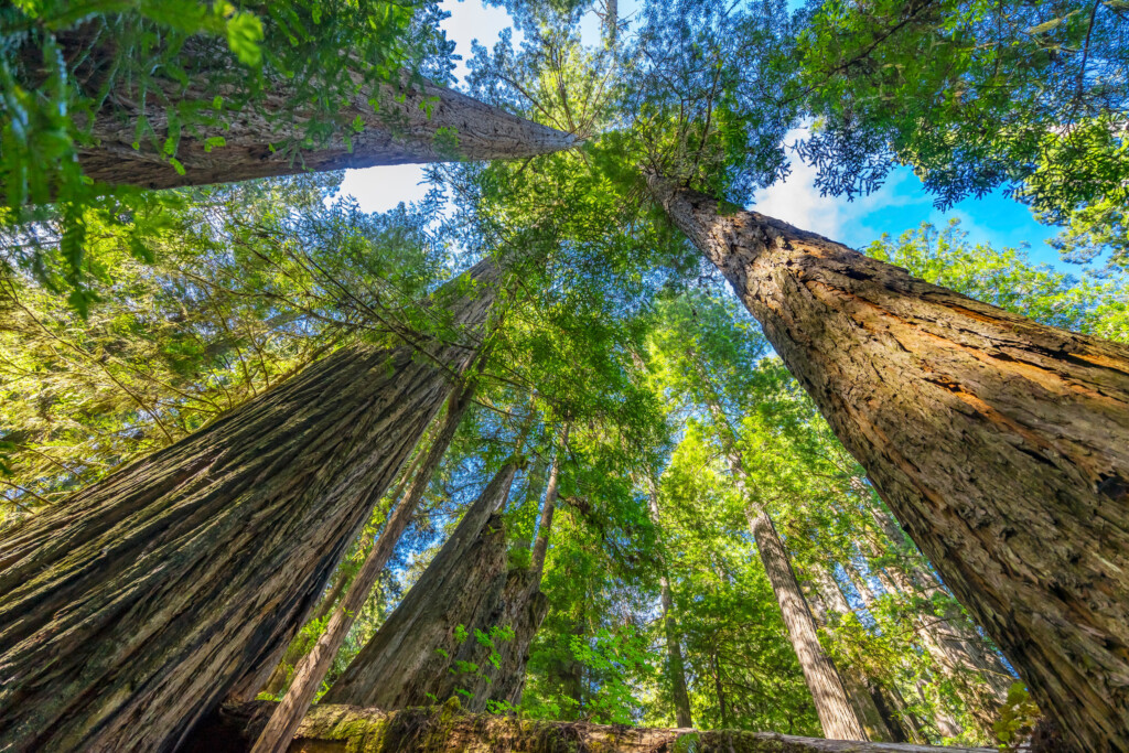 Tall Trees Towering Redwoods National Park Crescent City Califor