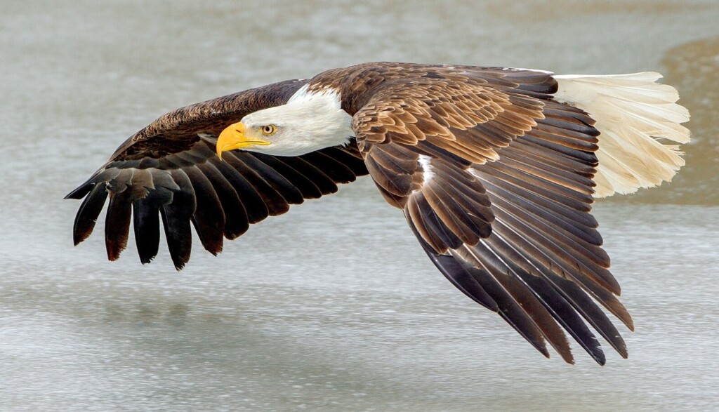 Eaglespopulationrecoverymaryland
