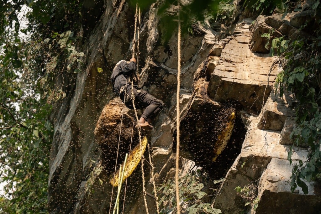 Medicinalmadhoney