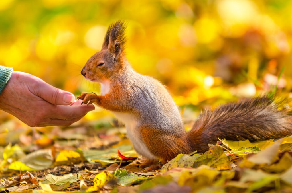 Squirrel Communicates With Man In The Autumn Park