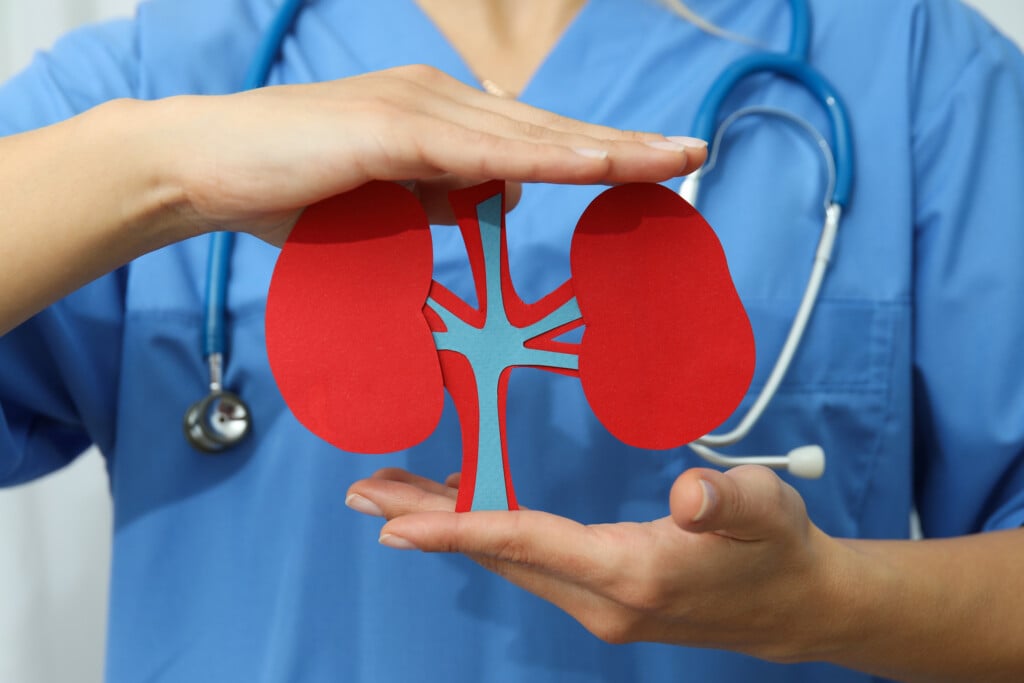 Kidneys In Human Hands, Concept For National Kidney Day.