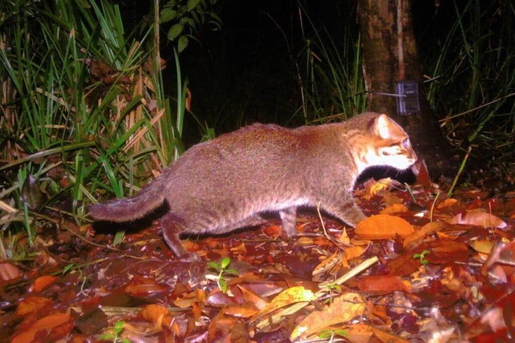 Flat Headed Cat Thailand 1200x800