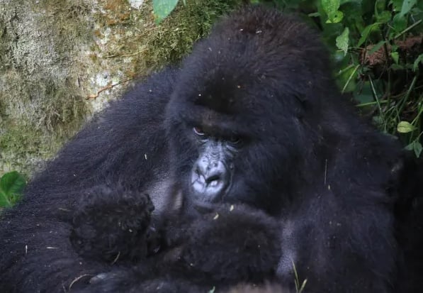 Mountaingorillabirths