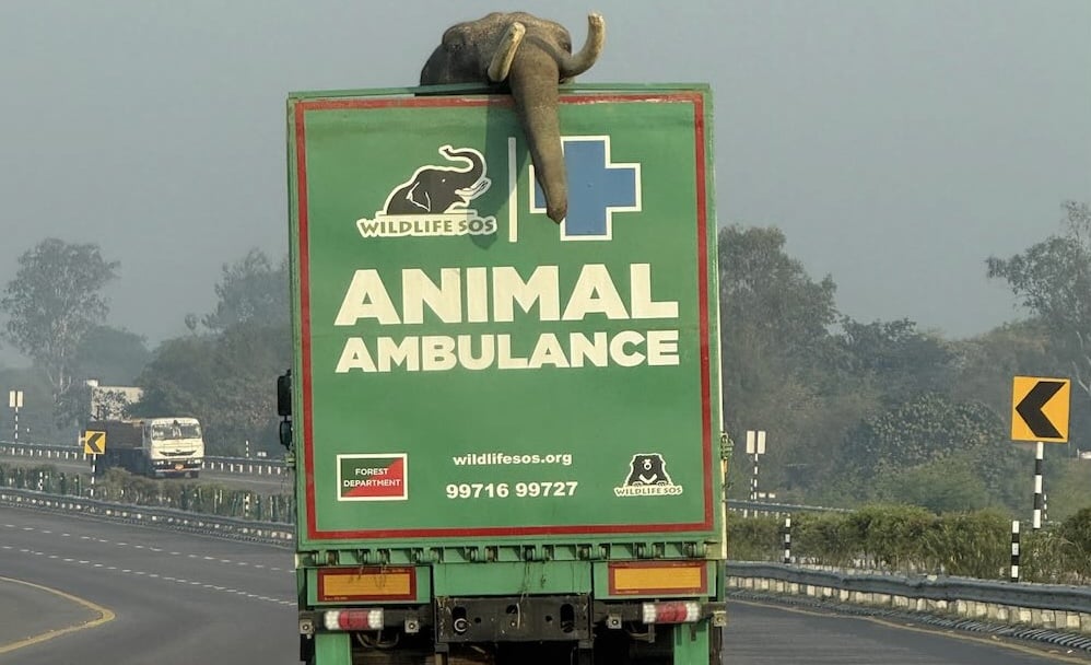 Elephant Ambulance On Highway Credit Wildlife Sos Submitted