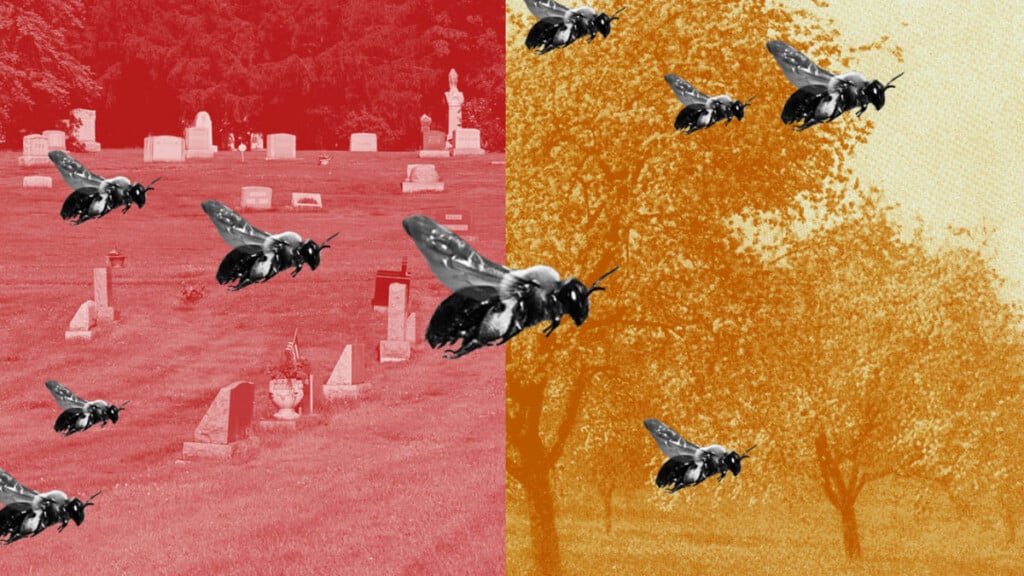 Nesting Bees Make Home In Ithaca Cemetery