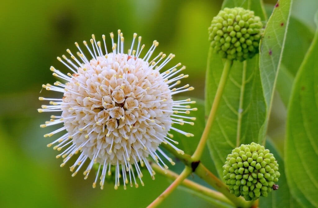 Buttonbushmain