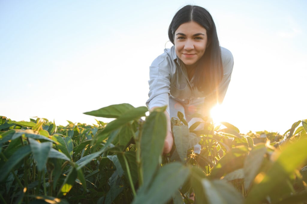 A Female Farmer In Soybean Field.