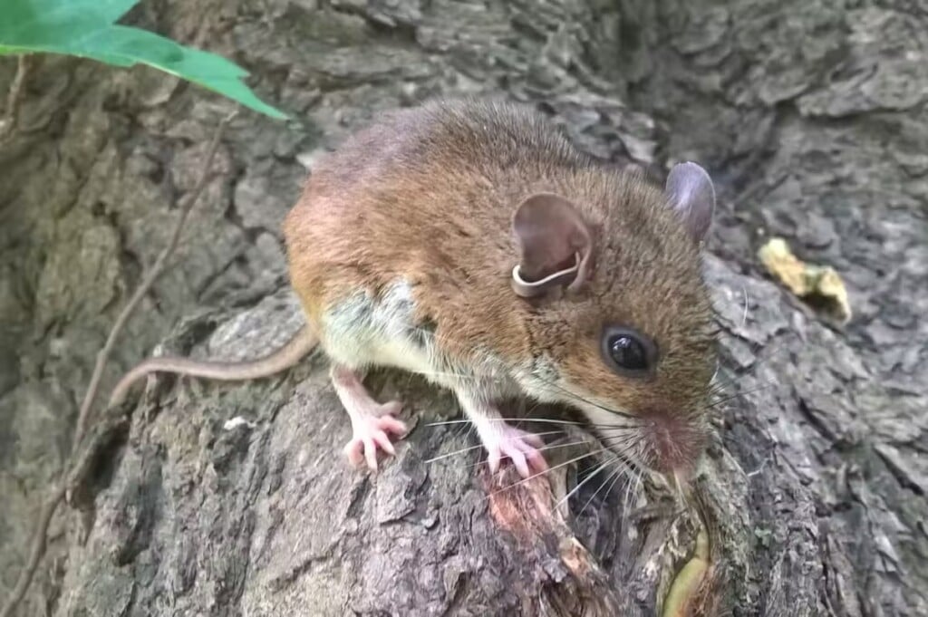 Hantavirusdeermouse