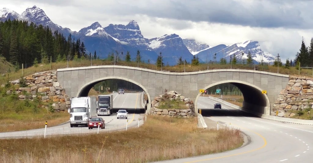 Wildlife Crossings