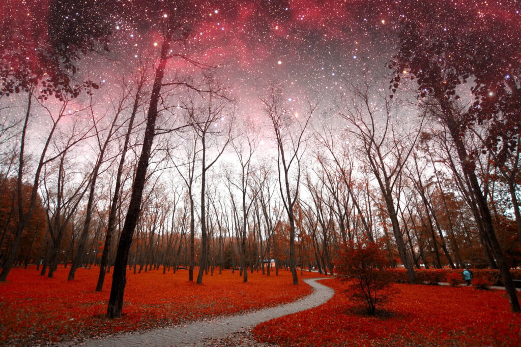 Spring Night Infrared Photography.