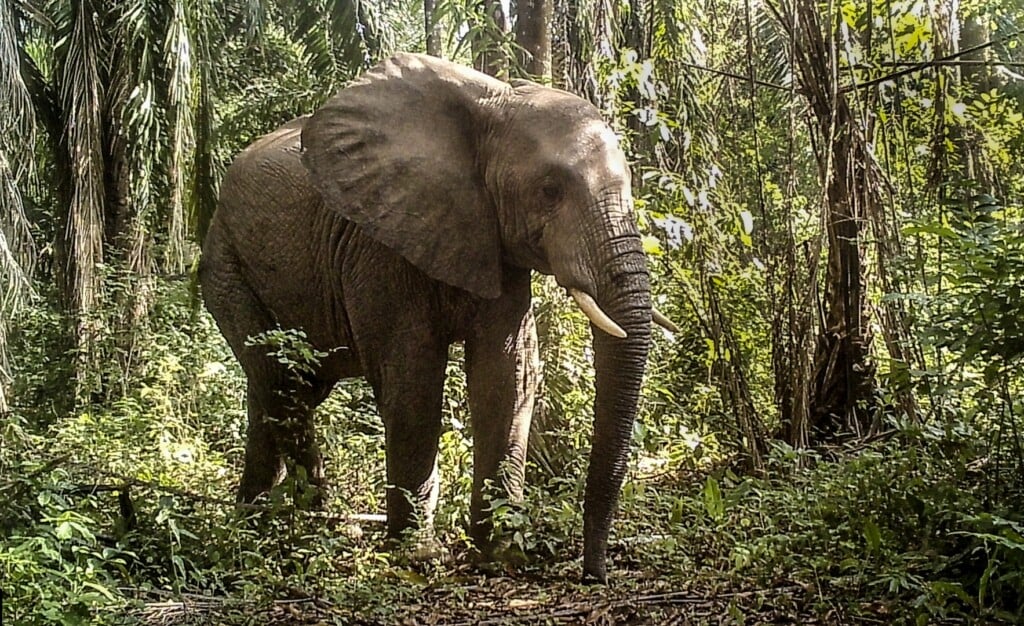 Elephantcorridor