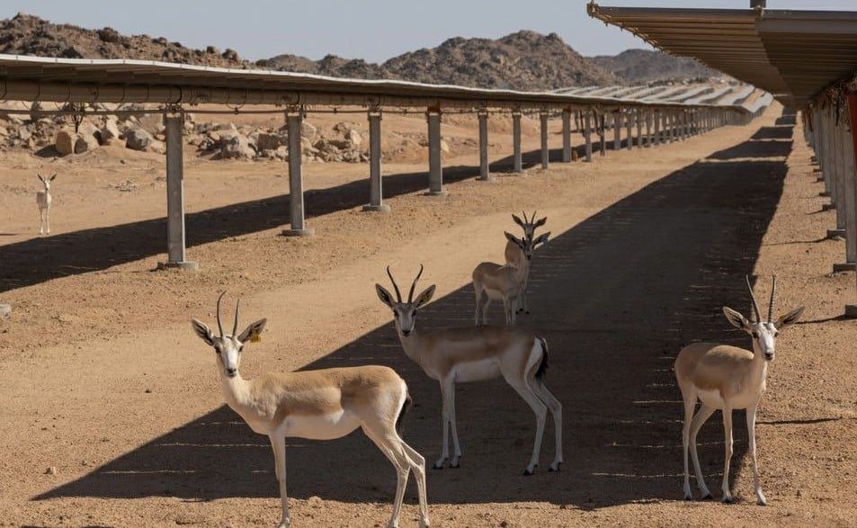 Supplied By The Prince Bin Salman Nature Reserve