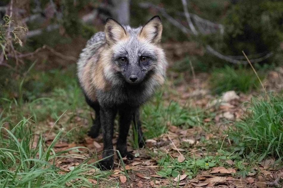 Wildliferescueandrehab041725 Dst0037